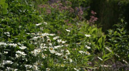 White daisies